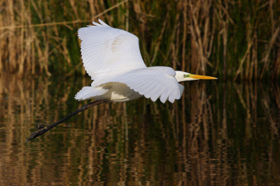 Een zilverreiger die regelmatig, zelfs meerdere malen per dag een visje komt zoeken in deze schitterende waters.