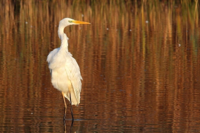 Als je in het Hageven rustig vogels wil bekijken moet je hl vroeg gaan, voor de wandelaars komen. En dan krijg je foto's met een soms heel merkwaardige lichtinval. Ik vond deze met de Grote Zilverreiger wel iets hebben.