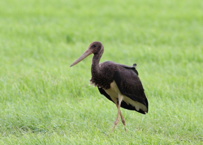 Mooie juveniele vogel die zich goed liet zien. 1e keer ver weg achter in het weiland. 2e keer fourageerde hij vlak langs de weg.