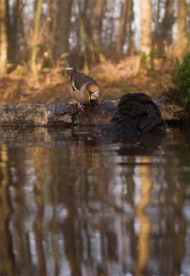 De appelvink kreeg het na lang tekeer gaan
voor elkaar dat de merel plaats voor hem maakte in het water.
Felle beestjes zijn het!