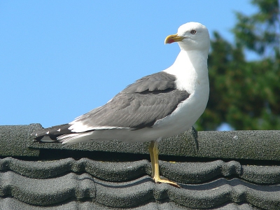 2 weekjes vankantie gevierd op Terschelling. De Kleine Mantelmeeuw zat mooi te poseren op het dak van ons huisje.

Omdat ik nog maar net bezig ben met het maken van foto's, zijn alle op- en aanmerkingen van harte welkom.