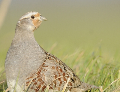 Er zaten 6 patrijzen in de berm die lekker in het zonnetje bleven zitten ook toen ik stopte om vanuit mijn raampje een paar foto's maakte.
Het is mij alleen niet duidelijk om wat voor patrijs het hier gaat, misschien dat iemand mij dit kan vertellen.
