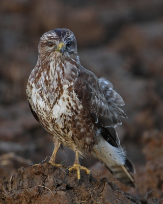 zondag later op de middag, na een flinke stortbui, begon het op te klaren en kwam zelfs af en toe de zon door. Deze buizerd zat op een homp grond op een net omgeploegde akker zich te drogen in het flauwe zonnetje.