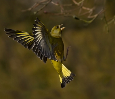 Op verzoek van een aantal mede-birdpixers heb ik de kleurbalans wat verschoven van geel naar blauw. 
Hierbij het effect. Dit ziet er inderdaad wat beter uit.
Bedankt voor de tips. Weer wat geleerd...

Hartelijke groet, Johan