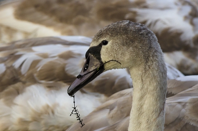 Het was al een beetje schemerig toen ik deze foto maakte. Daarom ISO 640. De andere jonge zwanen vormen een mooie achtergrond voor deze jonge knobbelzwaan.