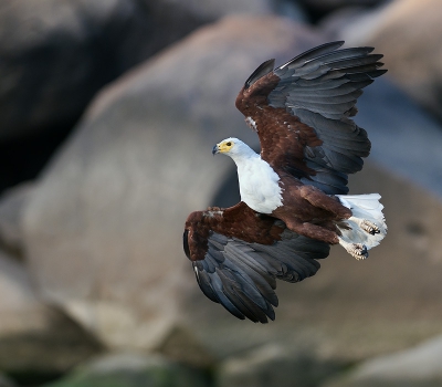 Wat voor foto past er beter bij het live gaan van http://www.eagletravel.nl dan een eagle? 
Op deze foto het mooie moment van omschakelen van glijvlucht naar duikvlucht. Hierbij gaan de vleugels even mooi wijd om bij te sturen en dat deed hij precies lekker in het licht, wat wil een mens nog meer?