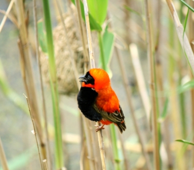 Prachtige vogel, zo'n grenadierwever. Het mooie ervan is dat de mannetjes in de broedtijd deze intens (en bizar!) rode kleur hebben. Vrouwtjes hebben wat meer gelige kleuren en ogen slanker. 
Op de achtergrond zie je ook n van de nesten van deze vogels. In dit riet in het water, waren honderden nesten, ontzettend bijzonder om te zien.