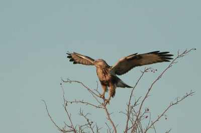 Ik loop toch al dertig jaar met een kijker rond en zeker vijftien jaar met een camera, maar nog nooit eerder had ik een ruigpootbuizerd zo vlak voor me als vanmiddag.Hij kwam recht op me af vliegen en ging op ongeveer 25 meter afstand in een boom zitten. Net voordat hij de landing inzette kon ik een aantal foto's maken. Zag nog niet veel foto's hier op BP staan met deze houding ,dus daarom deze upload.