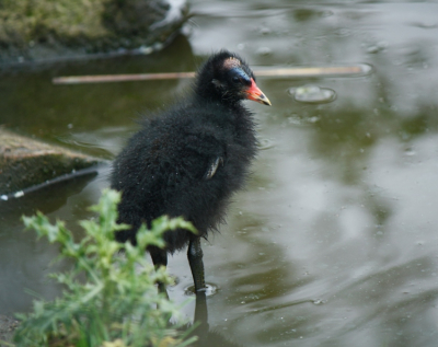 Dit schattige kleintje zag ik in Dierenrijk in Best. Nee, niet in gevangenschap, maar gewoon in een plas water in het park. 
Ik vraag me ontzettend af wat voor soort vogel dit is. Hij was namelijk in het gezelschap van.. jawel: 2 zwanen. Vrij agressieve zwanen ook, maar dit is toch zeker geen zwanenjong?