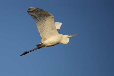 Vandaag nogmaals de grote zilverreiger in de vlucht kunnen vastleggen, dit keer tegen een strak blauwe lucht.