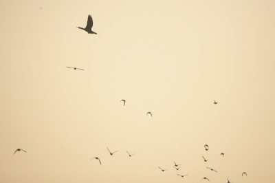 Fietste over de dijk, toen er links van mij allerlei vogels opvlogen. Snel mijn camera gepakt en geklikt.