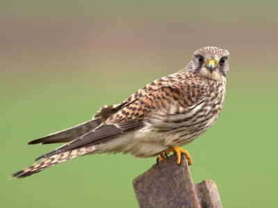 In geen heinde of verte stond een paal, dus gewacht op een paalzitter, het bleek een torenvalk te worden