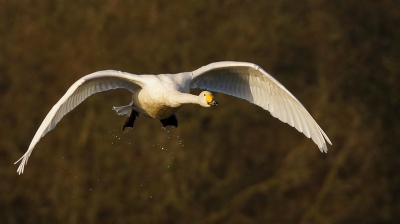 De geluiden alleen al, maken het de moeite waard om een tijdje bij de Wilde Zwanen te vertoeven. Maar ik wilde graag ze graag in de vlucht vastleggen en gelukkig waren er genoeg momenten dat hun luidruchtig getrompetter gevolgd werd door een korte rondvlucht, meestal in paartjes. Deze was alleen en voor mij geven de waterdruppels een extra stukje dynamiek. Ik had een prima ochtend..