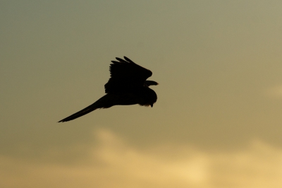 Helaas met tegenlicht want de vogel hing naast mijn auto, toch nog een leuk shillouette.