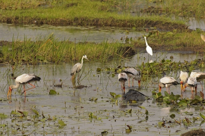 Hier een 100% crop van een stuk moeras in de buurt van Senga Bay, Malawi: naast de zwarte reiger die zo apart vist, zie je hier nog veel meer soorten, en zo gaat dat een veel groter stuk door dan hier op de foto past. Smullen!