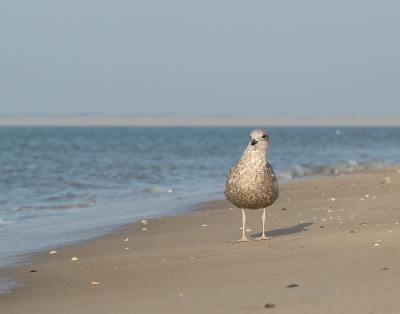 Ik was op het strand abstract foto's aan het maken van schelpen(vandaar de lens) toen ik op deze meeuw uitkwam.