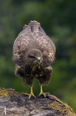 Vanuit de auto was deze jonge buizerd goed te observeren. Ik vind dit wel een mooie, niet alledaagse, houding.