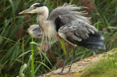 Bij de sluis stond deze reiger rustig te poetsen terwijl zo nu en dan een bootje langsvoer.