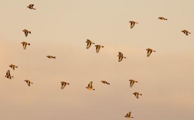 De laatste tijd zie ik grote groepen putters vliegen in de Klompenwaard. Op een foto telde ik er 55 exemplaren. Zag hier op BP alleen maar foto's van solitaire vogels.Daarom maar een foto van een vliegende groep gekozen. In het zonlicht is het geel van de vleugels mooi te zien.