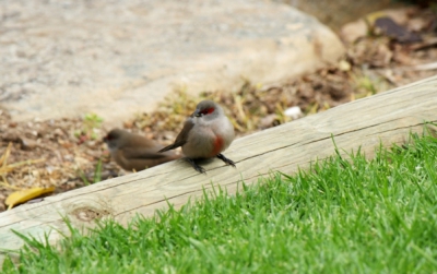 Deze foto is genomen in de botanische tuinen van Kaapstad. Ik vraag me af welk soort dit is. Het lijkt de Afrikaanse tegenhanger van het roodborstje, maar dan minder borst en meer oog :)