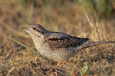 's avonds, vlak voor zonsondergang, trof ik deze draaihals op de grond in het Lauwersmeergebied. De vogel bleef rustig zitten zodat ik meerdere foto's vanuit mijn auto kon maken.