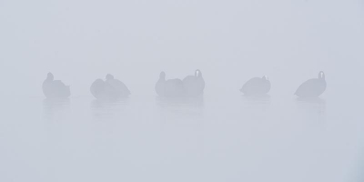 hele mistige dag.
opzoek naar de zilver reiger kwam ik deze meerkoeten tegen!