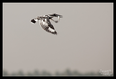 Ik wist niet eens zeker dat dit een ijsvogel was, want deze had ik nooit gezien en ik ben geen echte vogelaar.... Maar ik had wel een vermoeden! Deze zat bij een meer op en draadje, en opeens dook hij naar beneden en ving een vis. Zodoende...