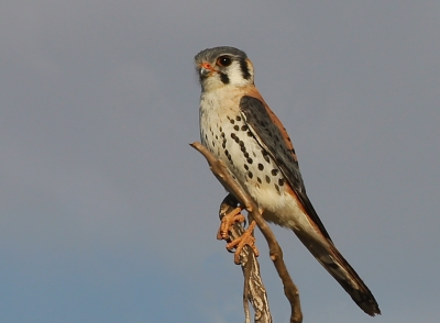 Ook in de Pantanal zag ik de Amerikaanse torenvalk.
Wat een prachtige vogel.