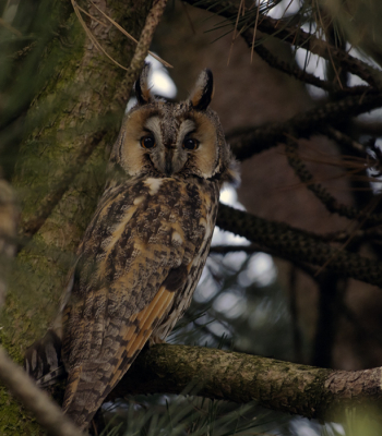 Na een tip van Hans (bedankt!) op zoek gegaan naar de boom met 5 ransuilen erin. En die wilde ik heel graag vinden, want in Nederland heb ik ondanks herhaalde pogingen nog geen uil gezien. Maar 5 uilen, dat klonk veelbelovend, niet te ver van huis, dus vooruit maar. Het regende van tijd tot tijd, stormde continue en de uilen (ze waren er, 3 nog wel, yes!) zaten hoog en dicht bij de stam. Tot overmaat van ramp was de lokale plantsoenendienst met groot materieel in de buurt bezig, wat een herrie. Maar de uilen bleken redelijk onverstoorbaar. Wel zaten ze met de oogjes open alles te aanschouwen wat eigenlijk wel zo mooi is. Ik ben er zeer blij mee!