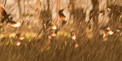 speciaal voor Peter Wijn  nog eens wat aan het stoeien geweest met dit beeld...in het TA staat een vrijwel full frame versie...dit is er een panorama-uitsnede van...nog wat geschoven met de schuifjes van licht en contrast...een verbetering?