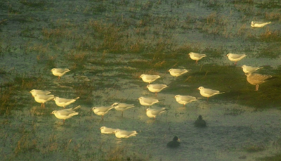 Het stormde behoorlijk aan de kust met mooi licht. Deze vogels  zochten een plas op waar ze uit de  wind zaten
