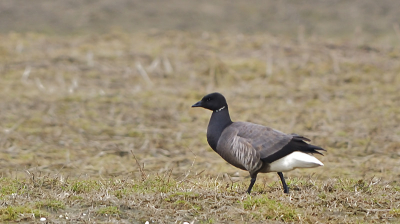 Deze Rotgans loopt nog wat onwennig rond in de nieuwe natuur in de Emmapolder aan de Groninges waddenkust.