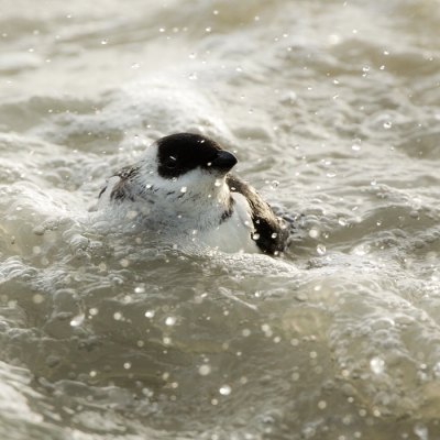 STORM!!!

Een piepklein zwart-wit dobbertje zat op een paar honderd meter afstand in de golven. Nadat ik naar beneden was geklauterd over de blokken en aan de waterrand kwam, keek ik op en zag hem voor mijn neus landen. Net een kurk! 

Na wat staatsieportretjes geprobeerd de barre leefomstandigheden van deze pingun vast te leggen.

Interessant is dat je van de Kleine alk bijna nooit zijn oog ziet. Die zit heel ver naar onderen. Je zou hem wat hoger en meer midden in de zwarte pet verwachten.