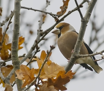 anders bewerkte versie van de appelvink. Hier is de lucht een volle stop onderbelicht en alles op de voorgrond (vogel, voorste blaadjes en takken. Daardoor doet het wat natuurlijker aan voor mijn gevoel. Maar deze foto is veel meer bewerkt dan diegene in het verzamelalbum en is daarmee onnatuurlijker. Maar het totale contrast in deze foto is gewoon te groot voor de sensor en ik heb geoptimaliseerd voor de vogel, het hoofdonderwerp.
Graag jullie mening, daar ging het hier om.