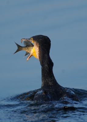Beim auftauchen kam dieser Kormoran mit einem Hecht vor mir hoch und schwamm von mir weg.
