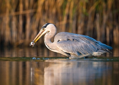 Een blauwe reiger in de vroege ochtend. Een beetje uitvergroot om de vis beter te kunnen zien.