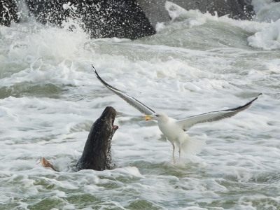 Larus marinus / Grote Mantelmeeuw / Great Black-backed Gull