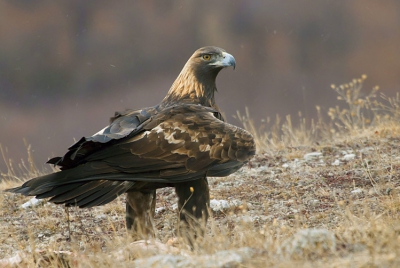 After the 5 hours siting in the strong wind,she finally came.
In this pair the male is the one that comes at any time and undisturbed eats meat.