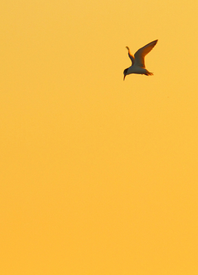 Een bijvangstje van de flamingo-excursie was deze biddende dwergstern tegen een mooie avondlucht. Ruime uitsnede gekozen om de mooie lucht veel ruimte te geven.