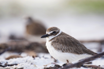 Ik heb een groot aantal vogels gefotografeert in Florida maar ik begin bij deze omdat er maar 1 foto is op bp. Dit is een van de vele plevieren die op de stranden te vinden zijn. Deze valt erg op door zn dikke bek.