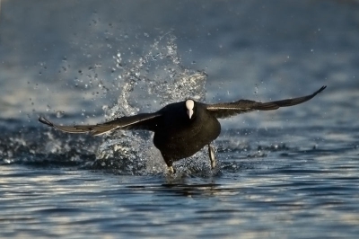 Vanochtend heb ik mij bezig gehouden met meerkoeten. Ik vind dit een erg moeilijk soort om mooi vast te leggen. Ik denk dat het bij deze foto wel gelukt is.

groeten Wilco

http://www.wilcobusstra.nl