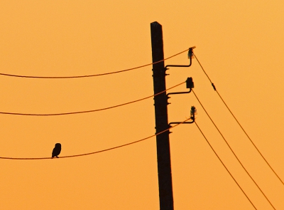 Hier nog een avondlicht experimentje. Wat ik mooi vond aan deze plaat zijn het herkenbare silhouet van het steenuiltje, het lijnenspel van de electriciteitskabel en -paal en de fraaie avondschemer.