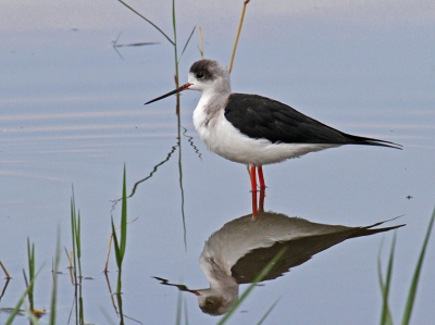 Bij Awassa ligt een visserhaventje aan het Lake Awassa. Er zijn heel veel vogels te zien. Met name watervogels. Je kan ze ook redelijk benaderen, omdat ze mensen/ vissers gewend zijn.