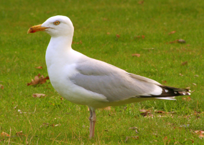 deze foto kwam ik nog tegen in het vakantiealbum  vond hem zelf wel aardig geslaagd  is trouwens mij eerst upload hier .