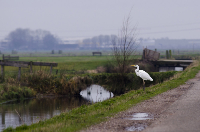 Deze keer wat meer van de omgeving laten zien waar deze zilverreiger zich ophoudt. Geeft toch een heel ander, completer beeld van een vogel.