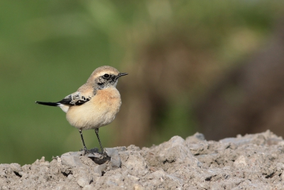 Een paar weken geleden zat deze Woestijntapuit bij Ouderkerk a/d IJssel. Een iets minder mooi uitgekleurd exemplaar dan de vogel van Zeeland, maar nog steeds een schitterend beest.