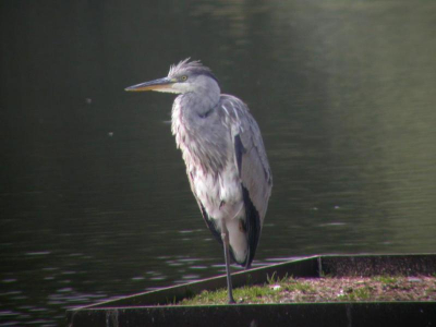 Deze reiger zat wat te zonnebaden