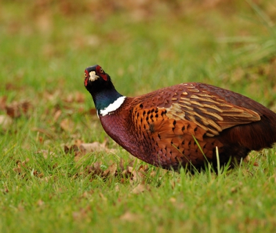 oogcontact, 
na het kijken in mijn "loop" dacht die natuurlijk dat die vanavond geplukt in de vriezer zou liggen om vervolgens over 13 nachten te ontdooit worden om gevuld  op tafel te eindigen..
gelukkig ben ik een andere jager, en scheide onze wegen met een groet..