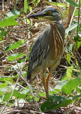 Vakantie in Suriname. In de stad of buiten de stad: overal natuur en vogels, een paradijs! Fantastisch om weer een heel nieuwe vogelwereld te ontdekken. De natuurbeschermingsorganisatie Stinasu geeft fijne vogelboekjes uit, lekker handvat.
Vaste bewoners in het slootje achter ons appartement: katoenvogeltjes , leljacana's, witkoptiran en de driekleurige reiger op deze foto. Zo klein als een woudaapje. Vliegt snel op, maar deze keer had hij daar even geen zin in.