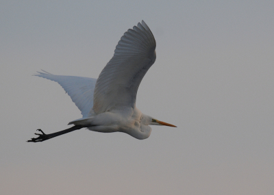 Dieser Silberreiher konnte ich im Flug,  als er an mir vorbeigeflogen ist im Bild festhalten.